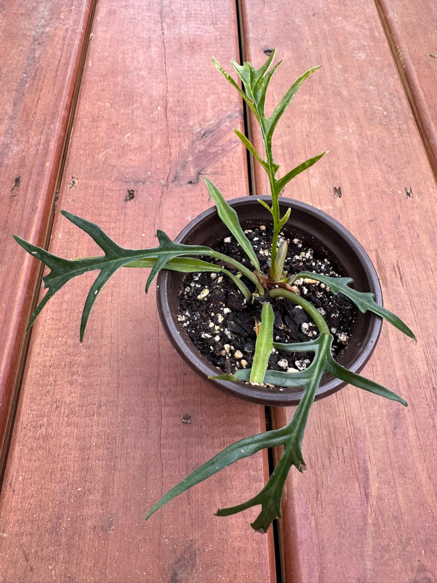 philodendron tortum in 4 inch pot with narrow deeply divided green leaves