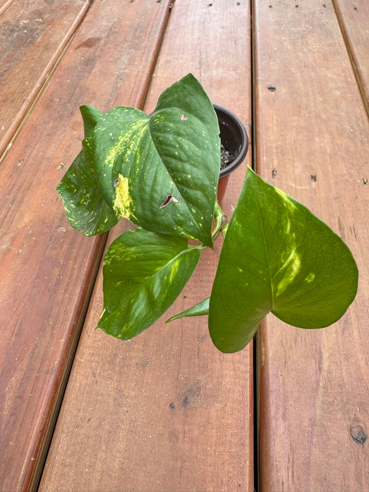 golden pothos in 4 inch pot with green leaves variegated in yellow