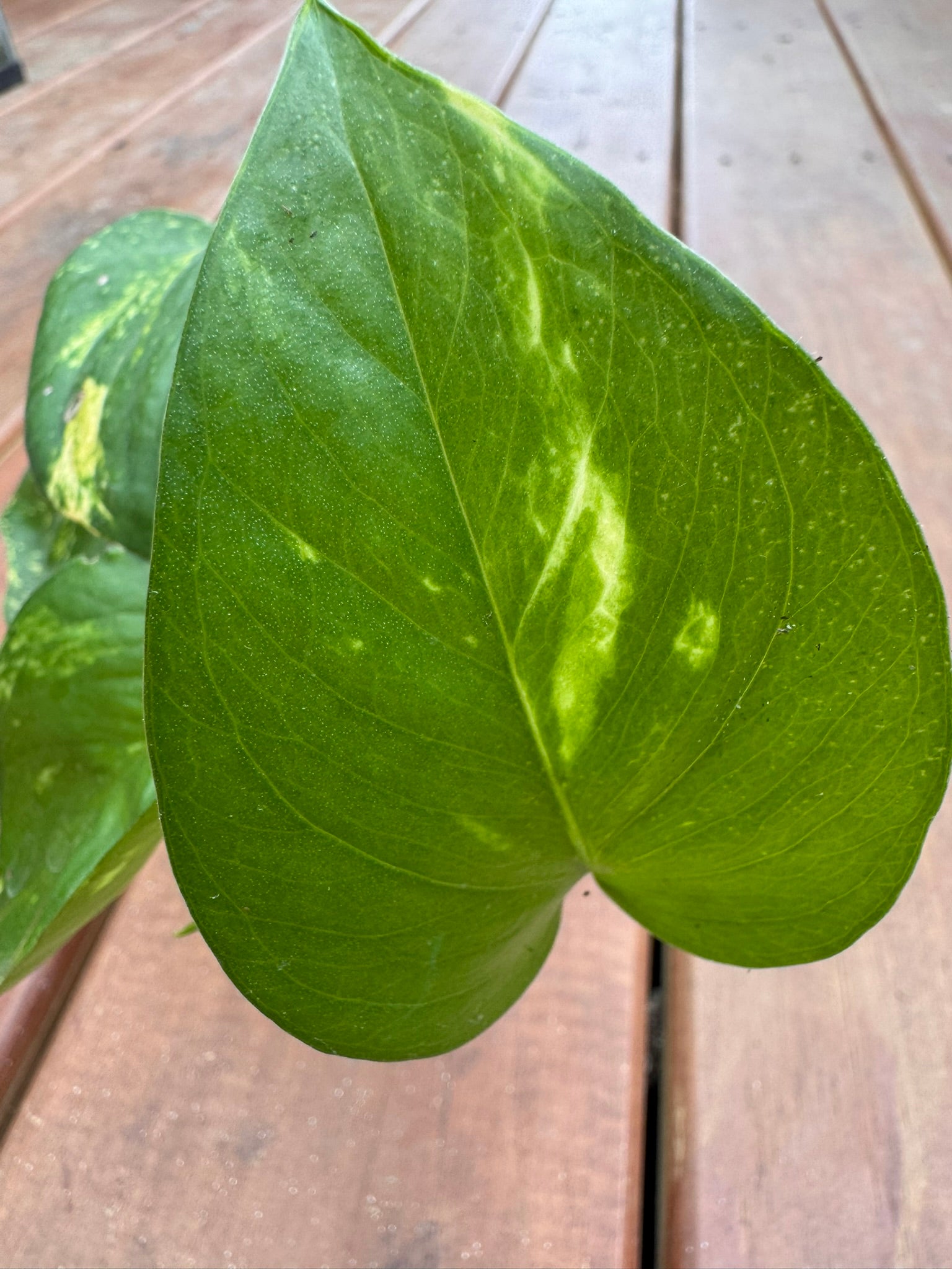 golden pothos in 4 inch pot with green leaves variegated in yellow