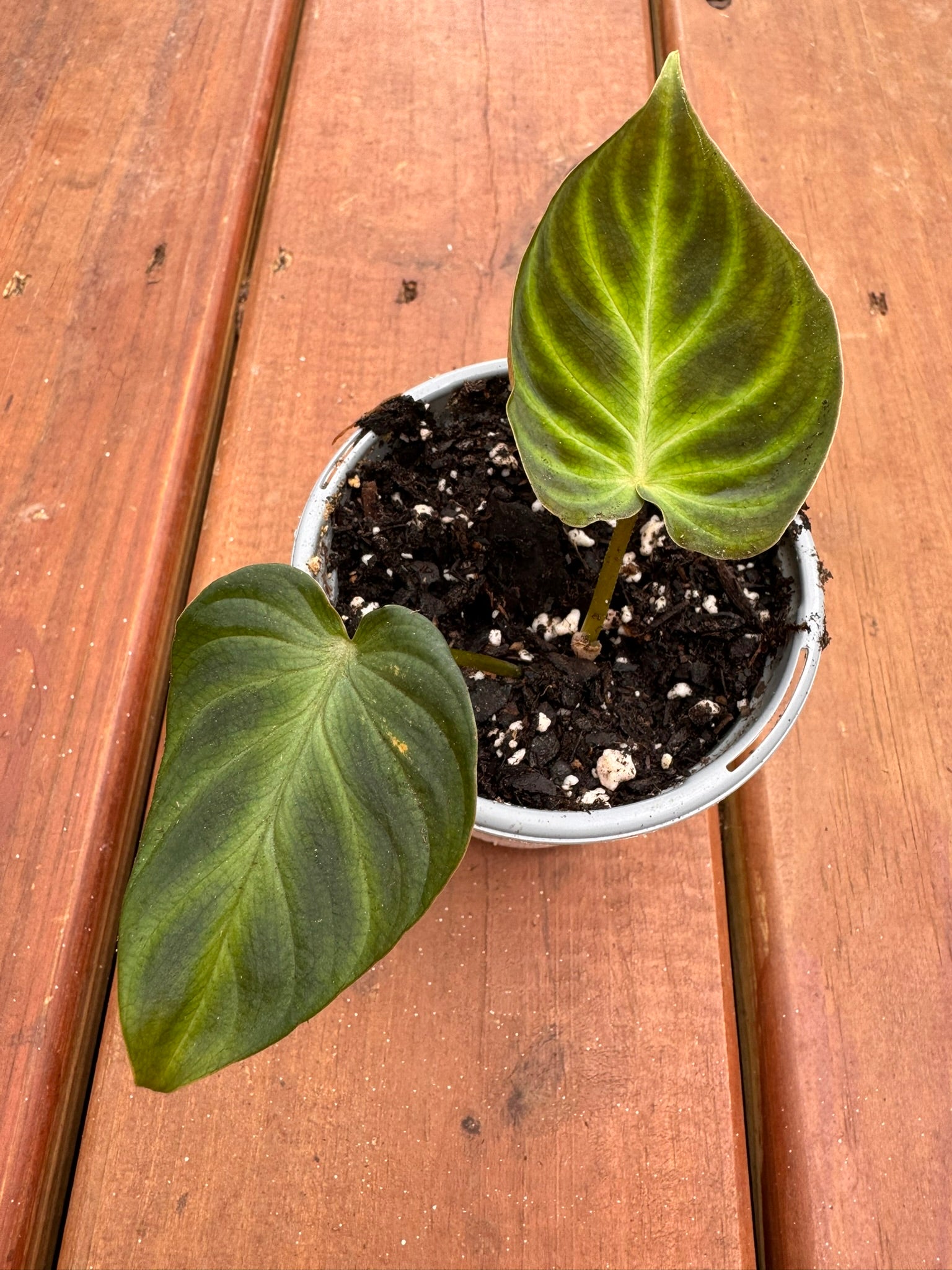 philodendron verrucosum in 4 inch pot with velvety green leaves and bright veins