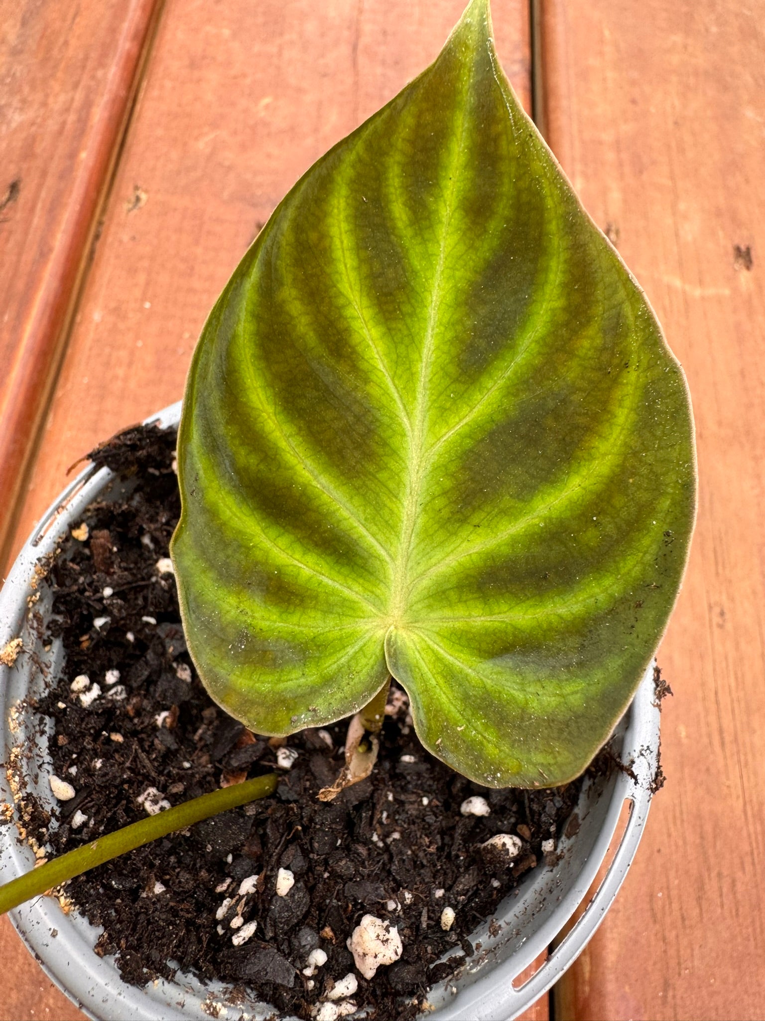 philodendron verrucosum in 4 inch pot with velvety green leaves and bright veins