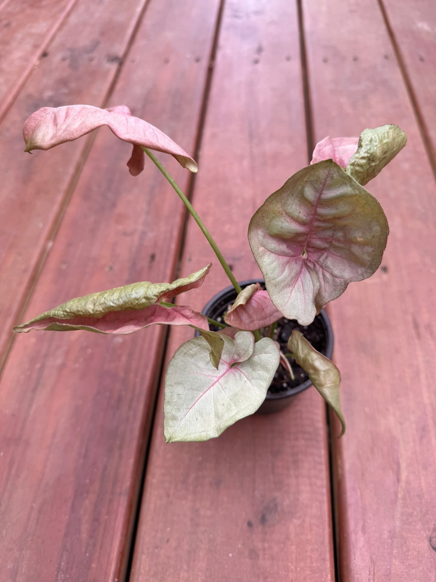 neon syngonium in 4 inch pot with blush pink arrow shaped leaves