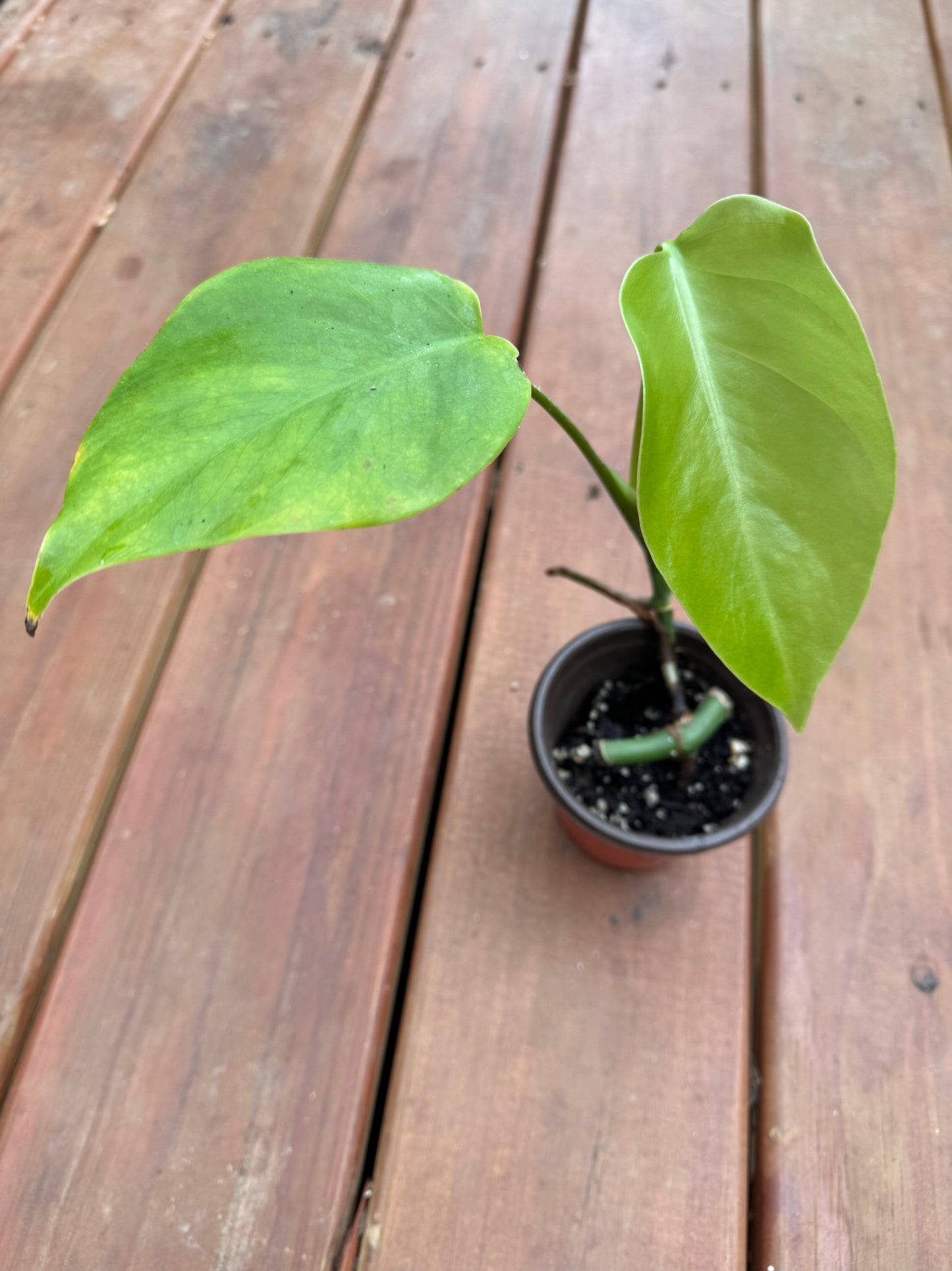 monstera albo reverted in 4 inch pot with solid green monstera foliage