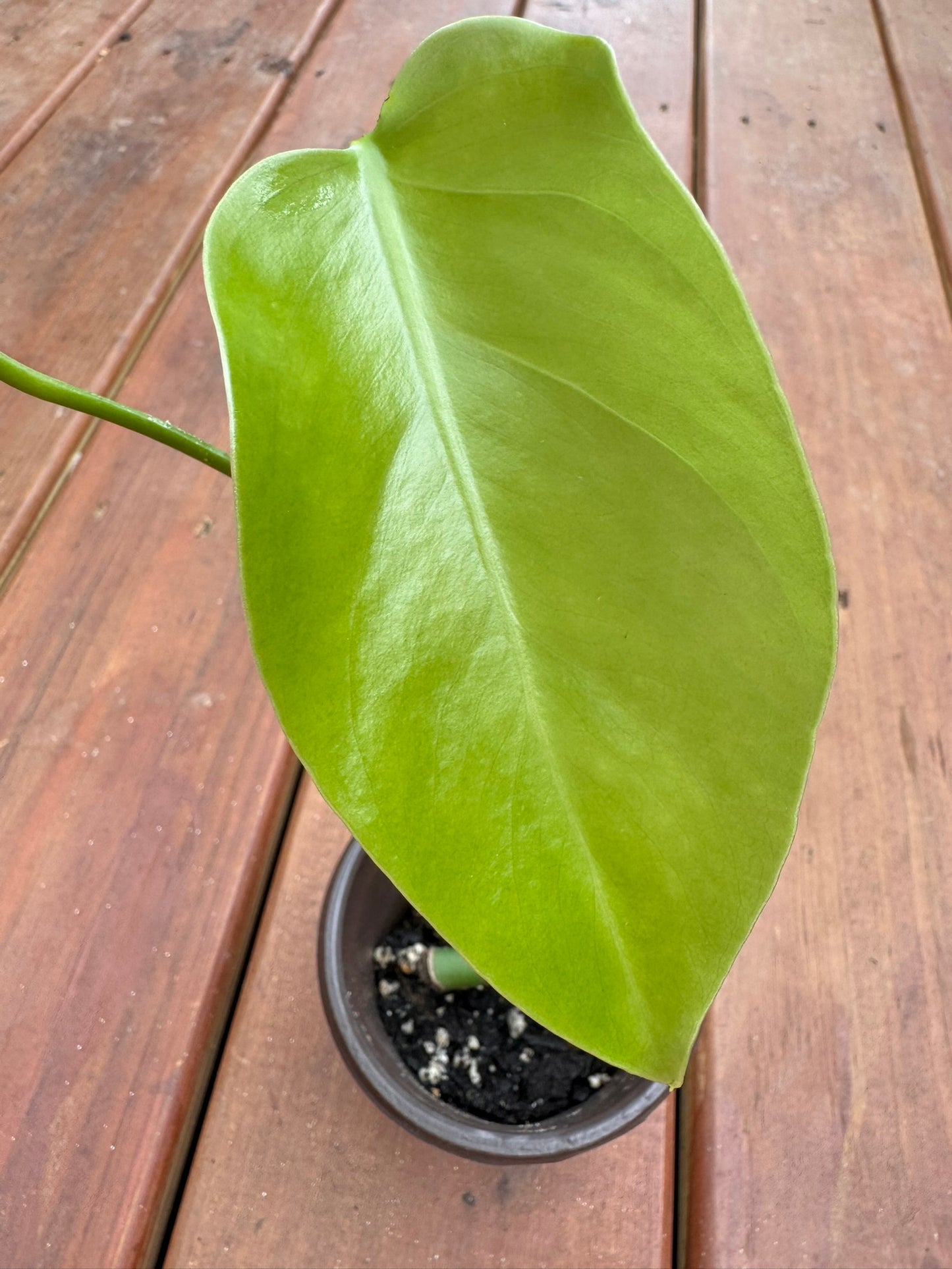 monstera albo reverted in 4 inch pot with solid green monstera foliage