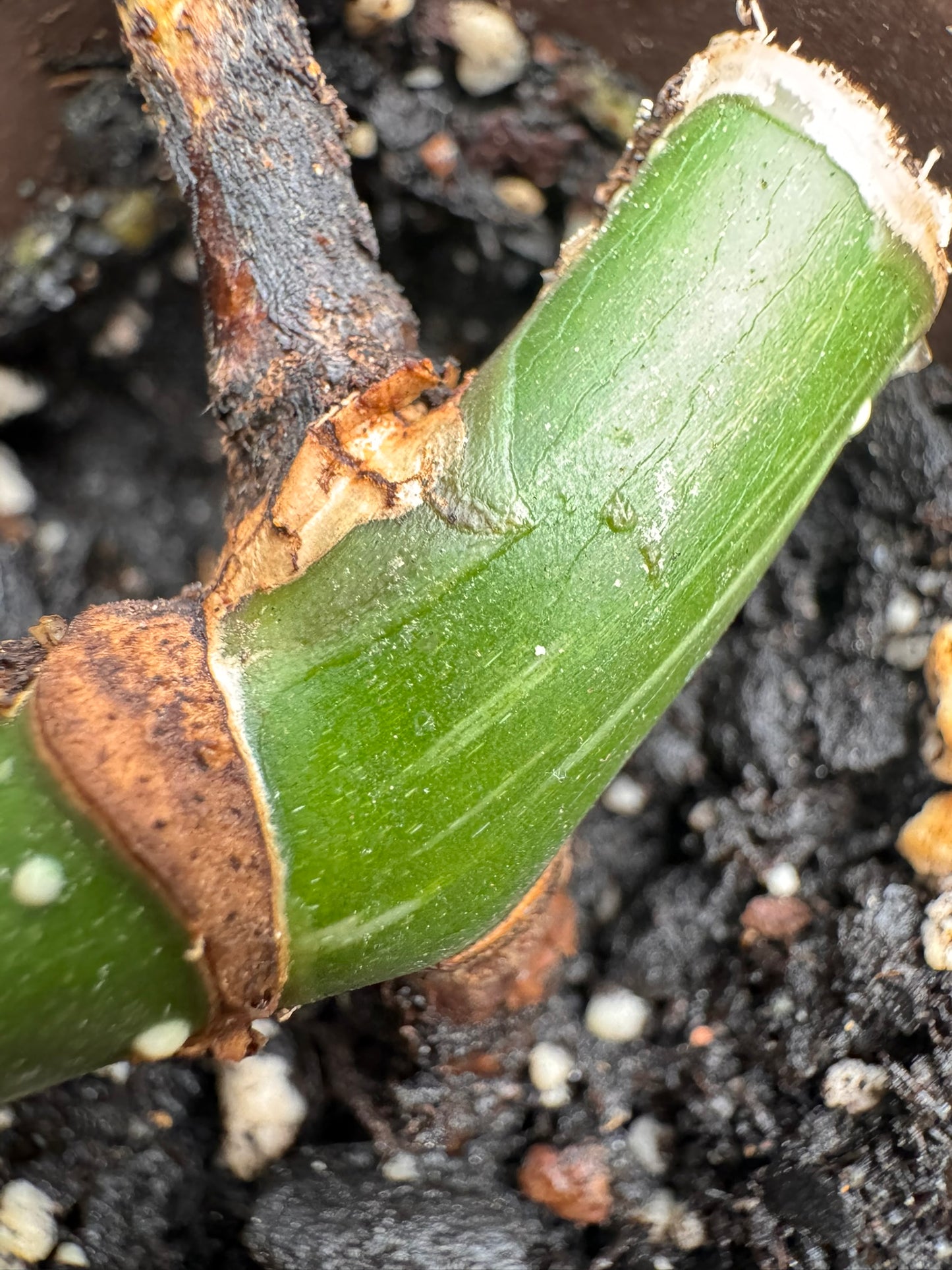 monstera albo reverted in 4 inch pot with solid green monstera foliage