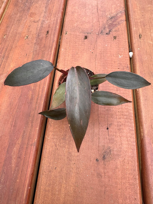 philodendron pink princess in 2 inch pot with green leaves splashed in pink