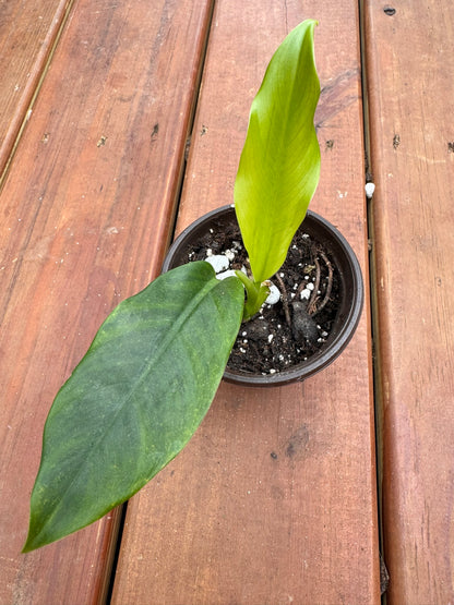 philodendron lapoanum in 4 inch pot with broad smooth green leaves