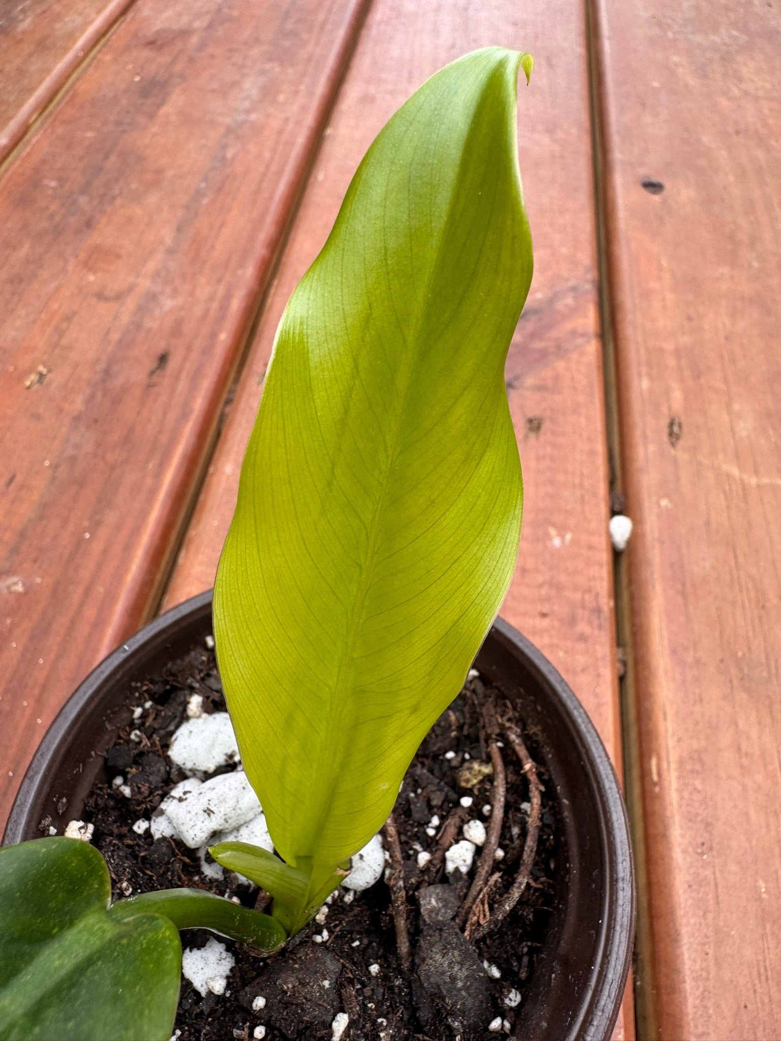 philodendron lapoanum in 4 inch pot with broad smooth green leaves