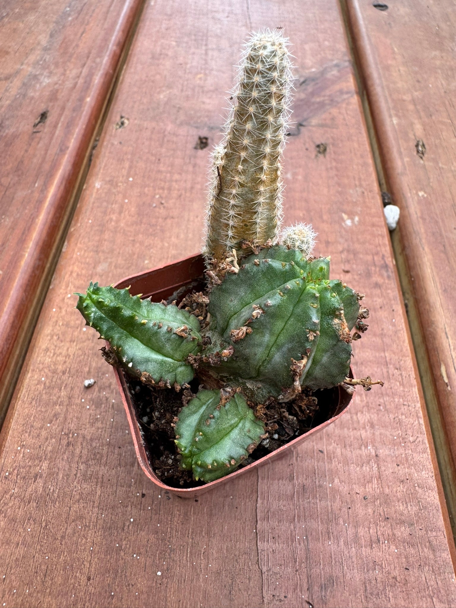 assorted cactus in 2 inch pot with random mini cactus variety