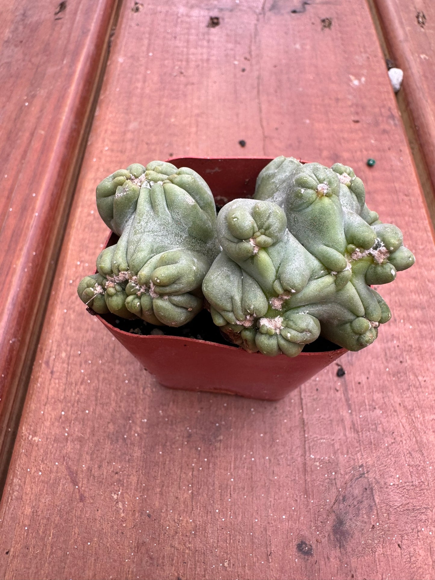 assorted cactus in 2 inch pot with random mini cactus variety
