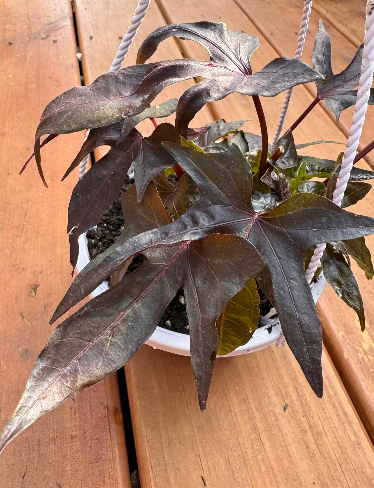 raven sweet potato vine in 5 inch hanging basket with dark purple trailing foliage
