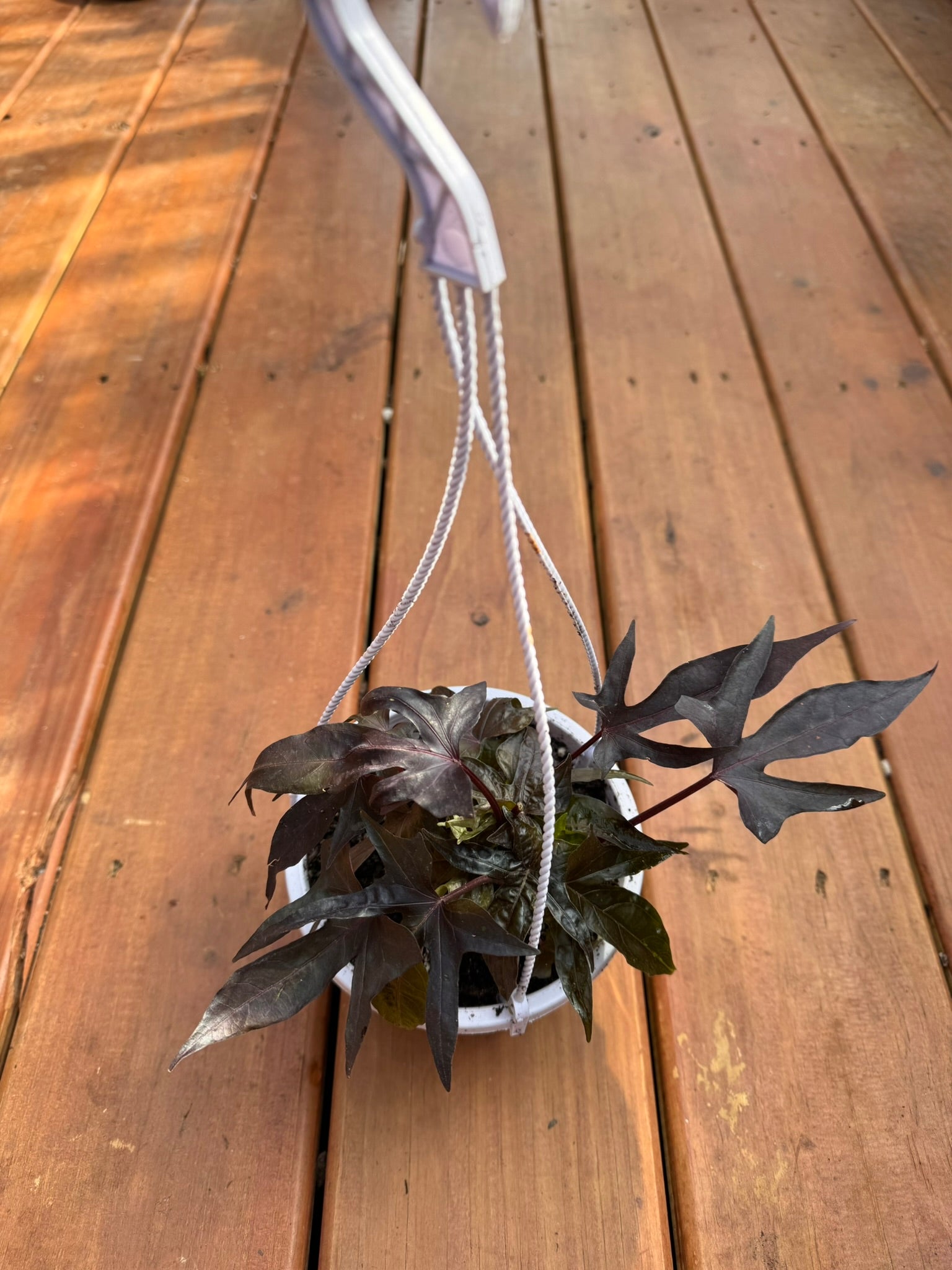raven sweet potato vine in 5 inch hanging basket with dark purple trailing foliage