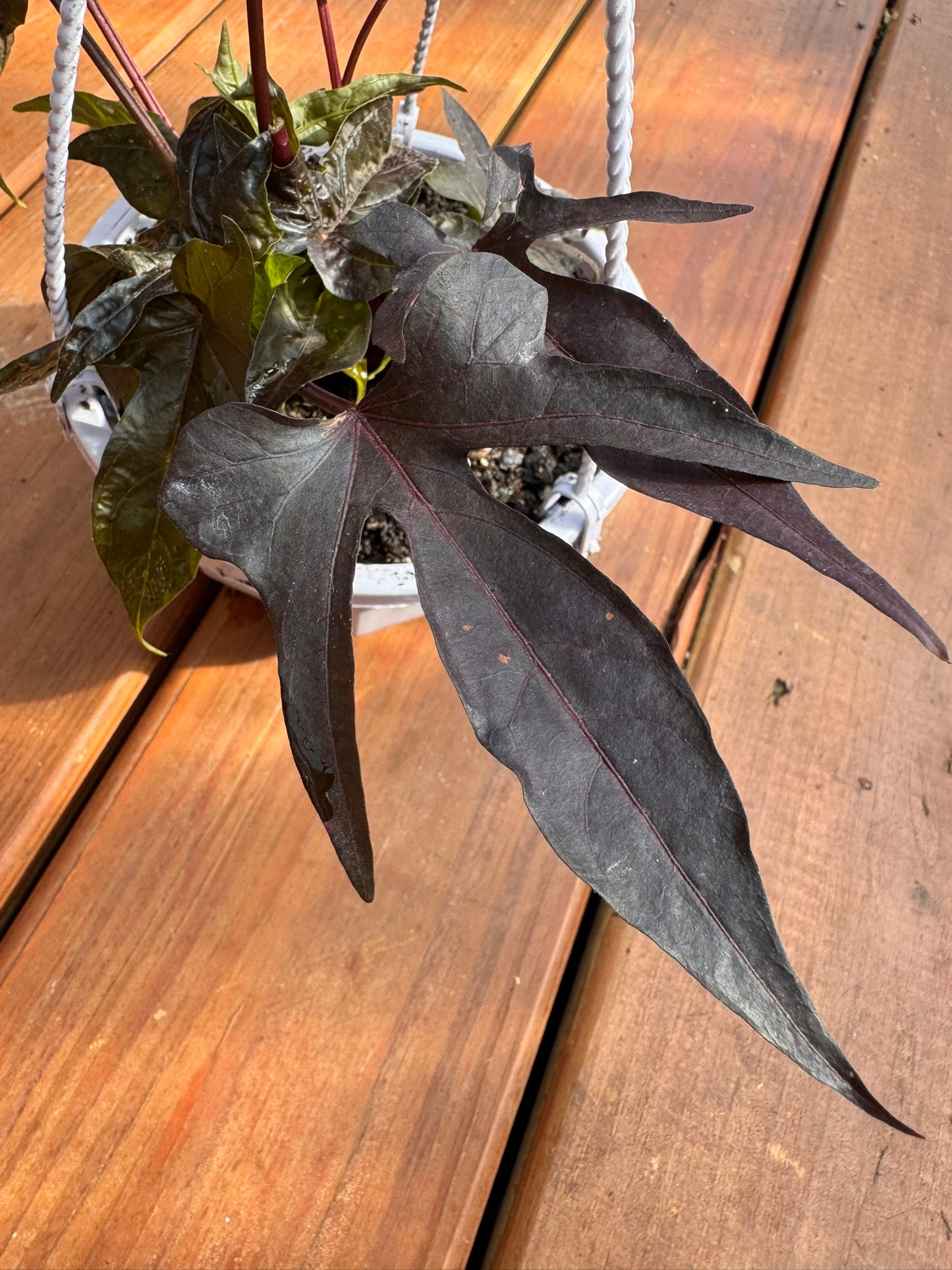 raven sweet potato vine in 5 inch hanging basket with dark purple trailing foliage