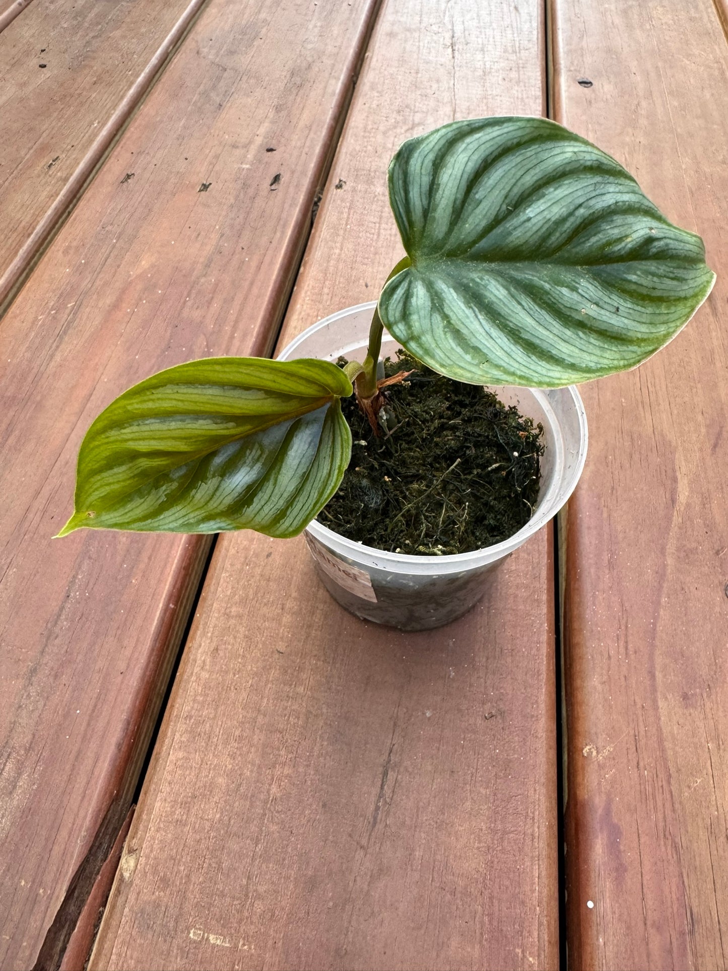 philodendron mamei in 4 inch pot with green leaves and silver mottling