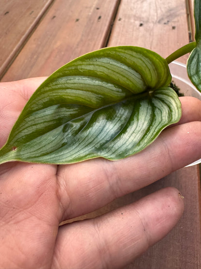 philodendron mamei in 4 inch pot with green leaves and silver mottling