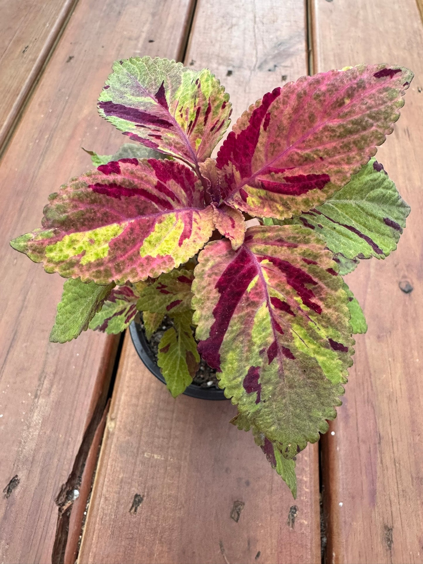 coleus picasso in 4 inch pot with colorful variegated leaves