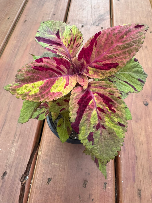 coleus picasso in 4 inch pot with colorful variegated leaves