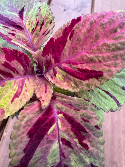 coleus picasso in 4 inch pot with colorful variegated leaves