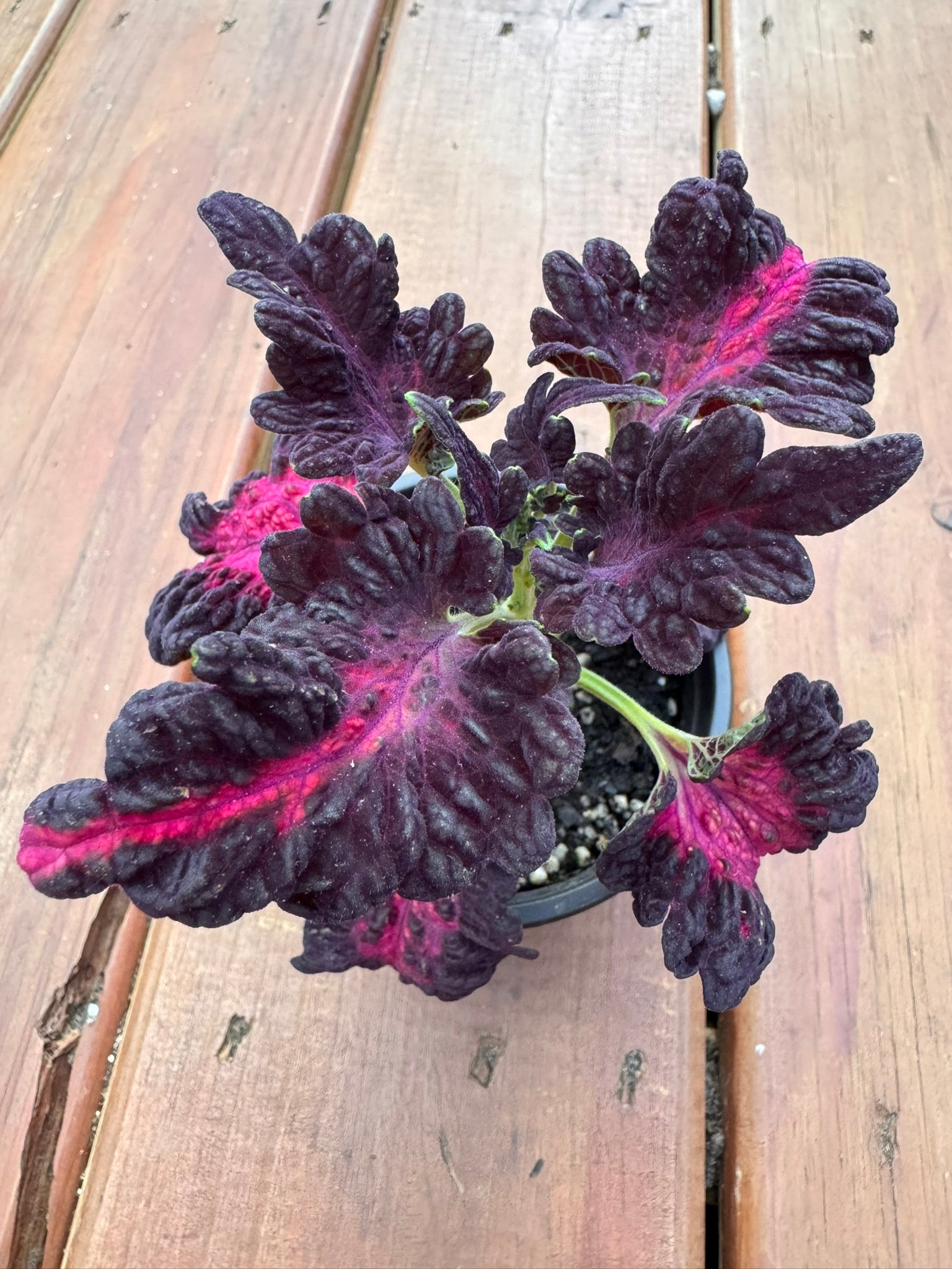 coleus black dragon in 4 inch pot with dark burgundy ruffled leaves