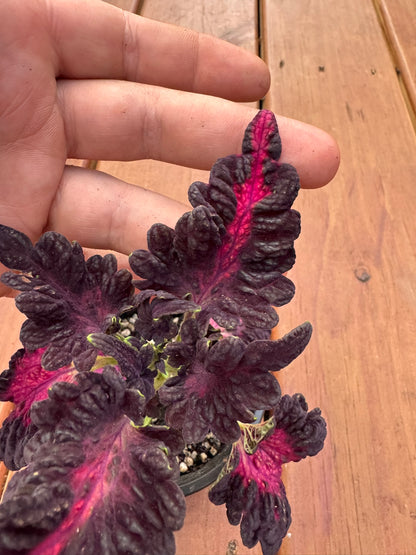 coleus black dragon in 4 inch pot with dark burgundy ruffled leaves