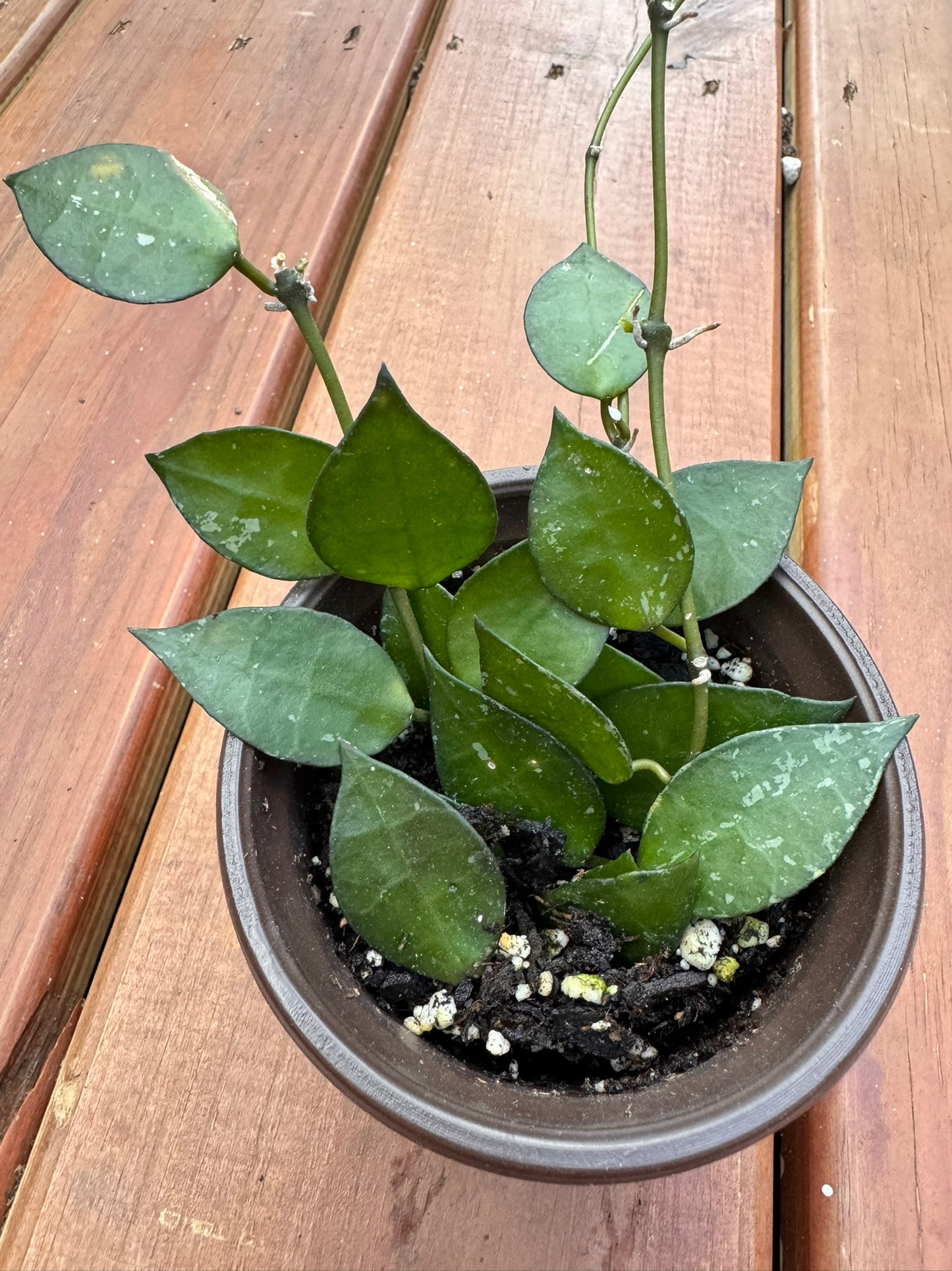 hoya krohniana splash in 4 inch pot with silver splashed heart shaped leaves