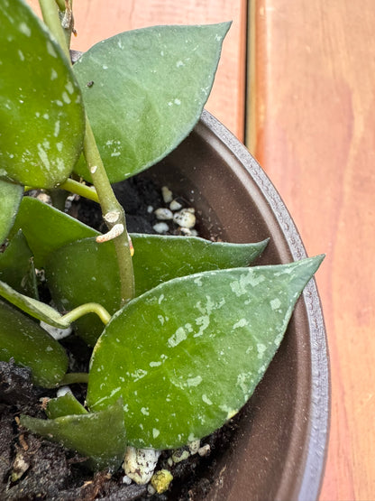 hoya krohniana splash in 4 inch pot with silver splashed heart shaped leaves