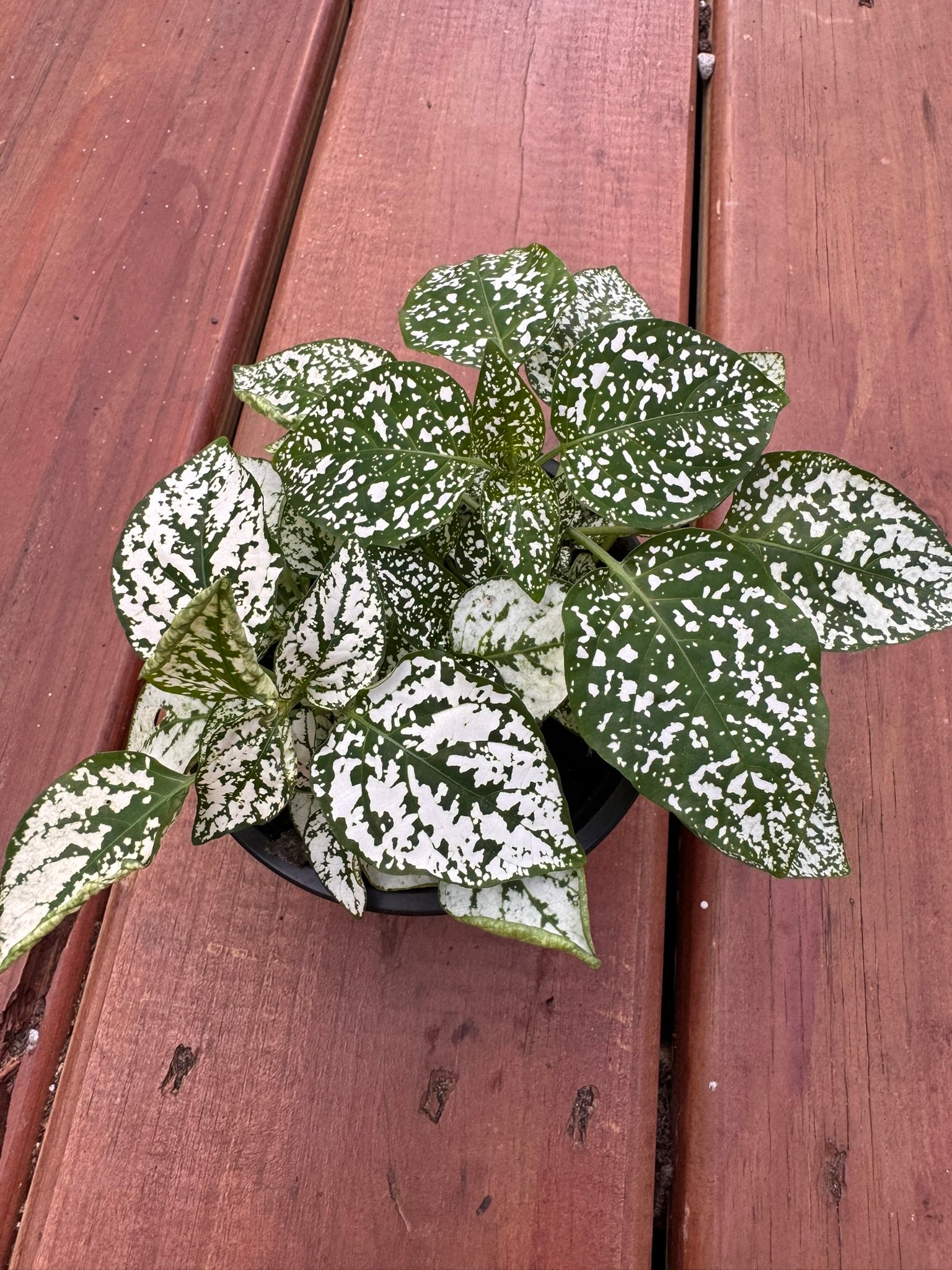 polka dot plant in 4 inch pot with colorful speckled leaves