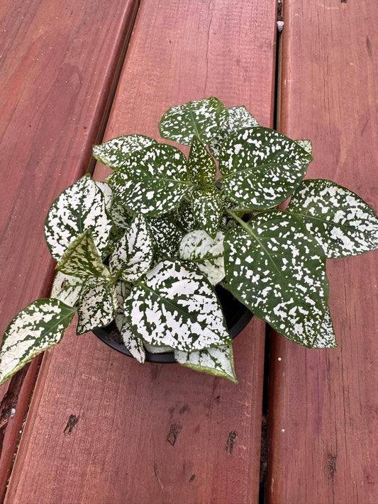 polka dot plant in 4 inch pot with colorful speckled leaves