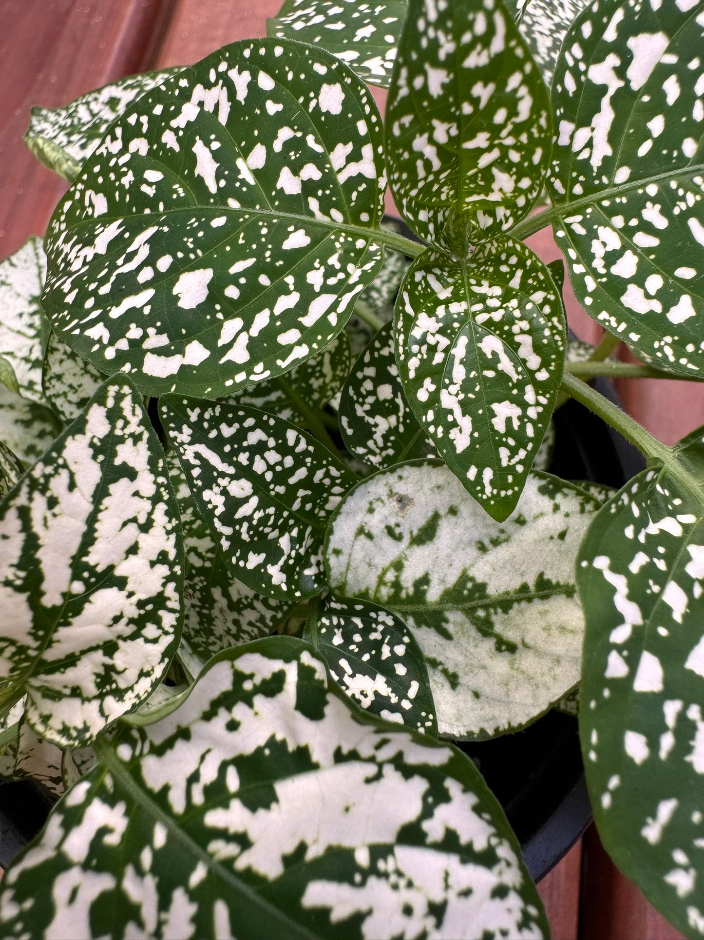 polka dot plant in 4 inch pot with colorful speckled leaves