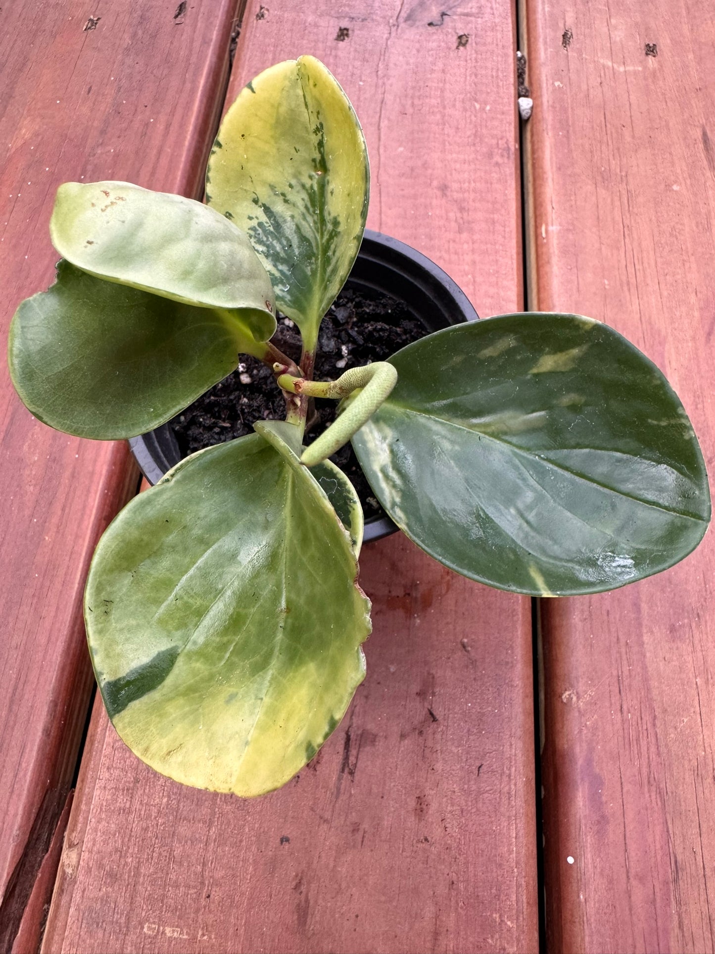 peperomia marble in 4 inch pot with marbled green and cream foliage