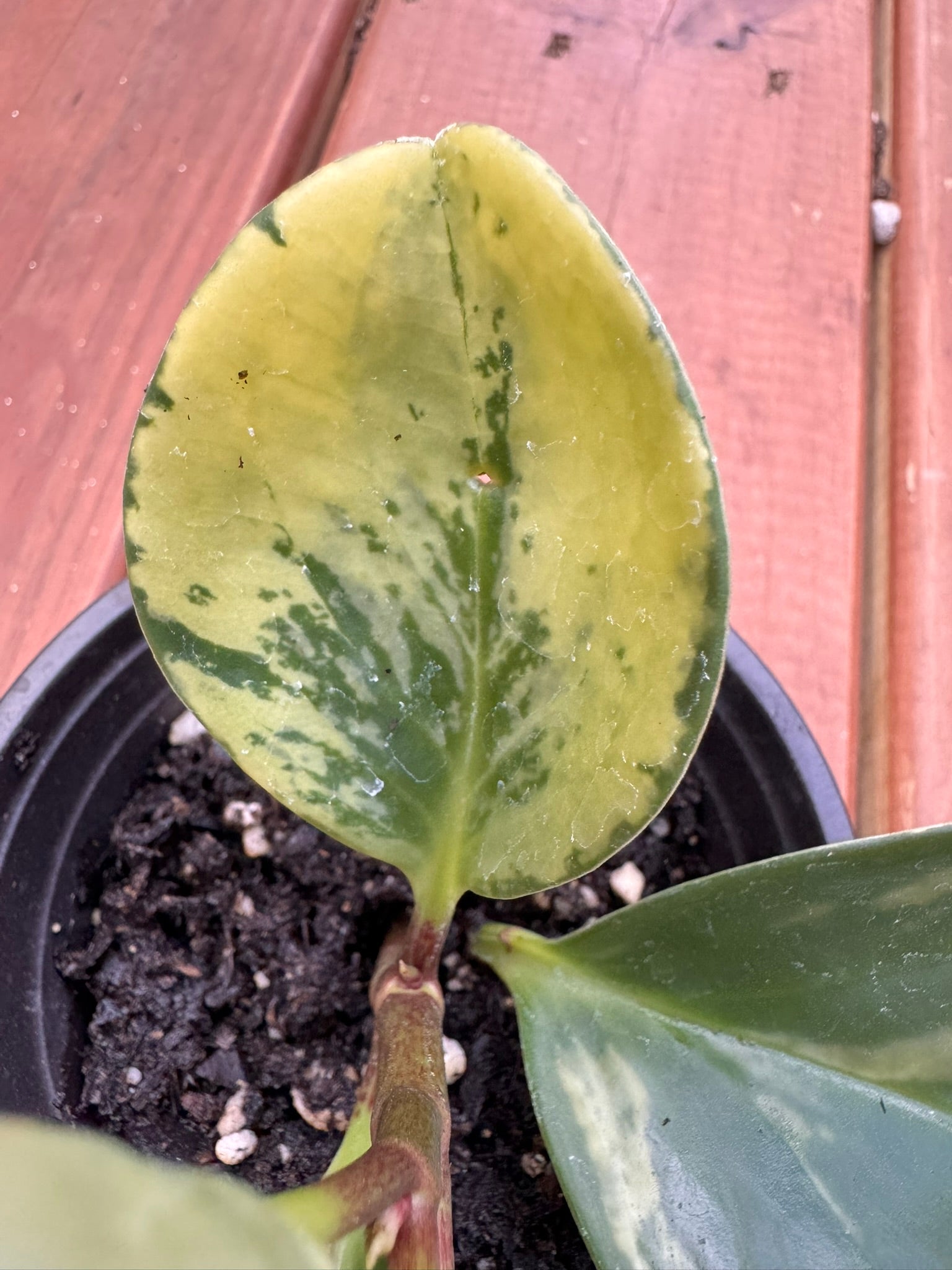 peperomia marble in 4 inch pot with marbled green and cream foliage