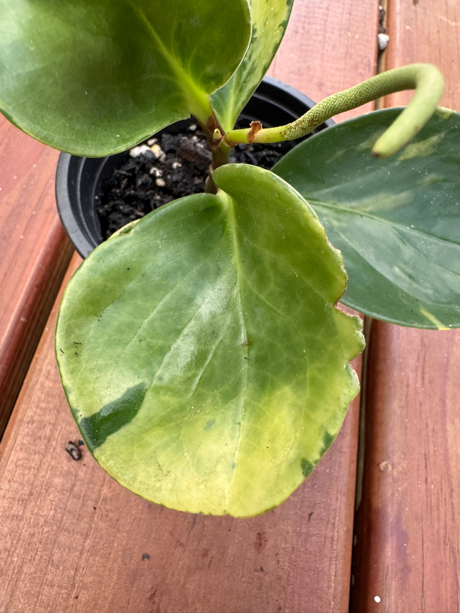 peperomia marble in 4 inch pot with marbled green and cream foliage