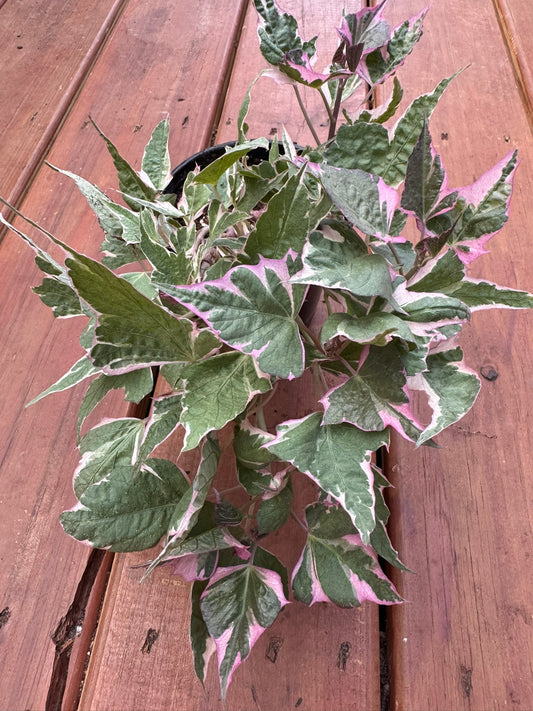 sweet potato vine in 4 inch pot with trailing colorful foliage