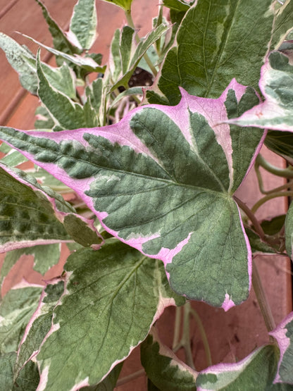 sweet potato vine in 4 inch pot with trailing colorful foliage