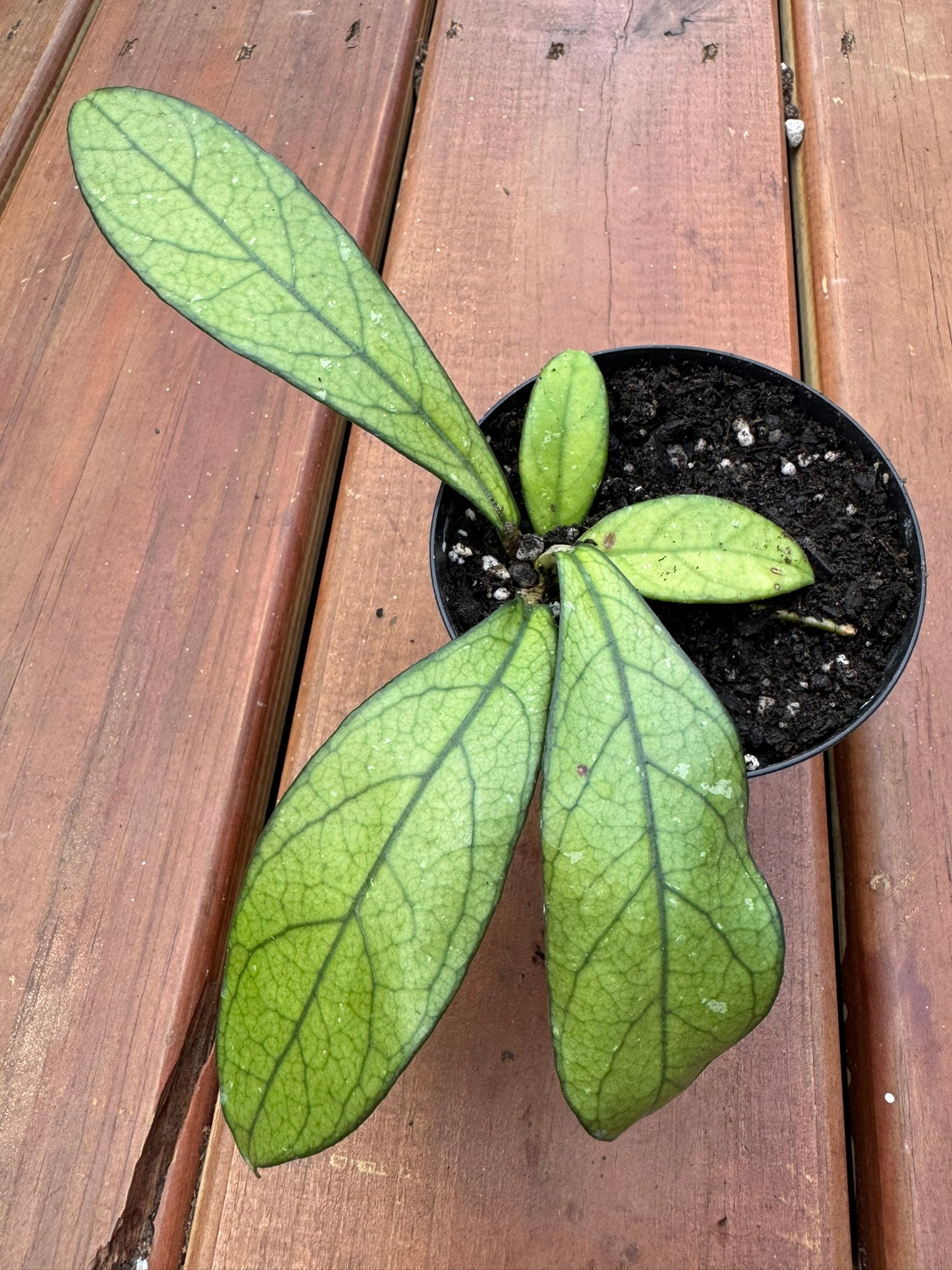 hoya crassipetiolata in 4 inch pot with thick green veined leaves