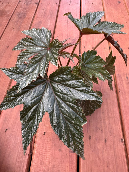 begonia gryphon in 5 inch pot with silver green foliage and burgundy undersides