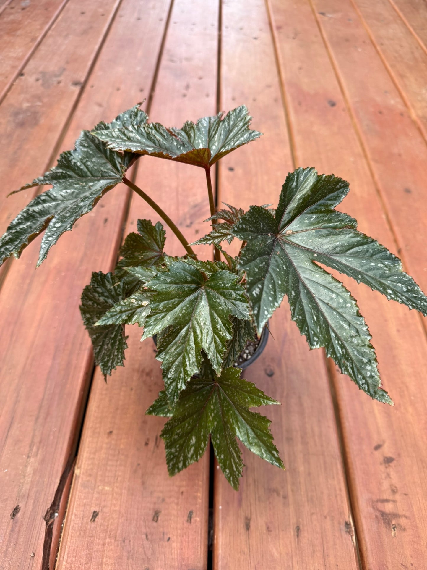 begonia gryphon in 5 inch pot with silver green foliage and burgundy undersides