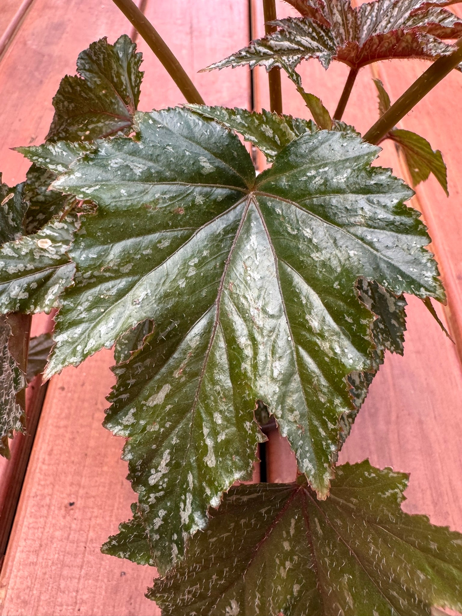 begonia gryphon in 5 inch pot with silver green foliage and burgundy undersides