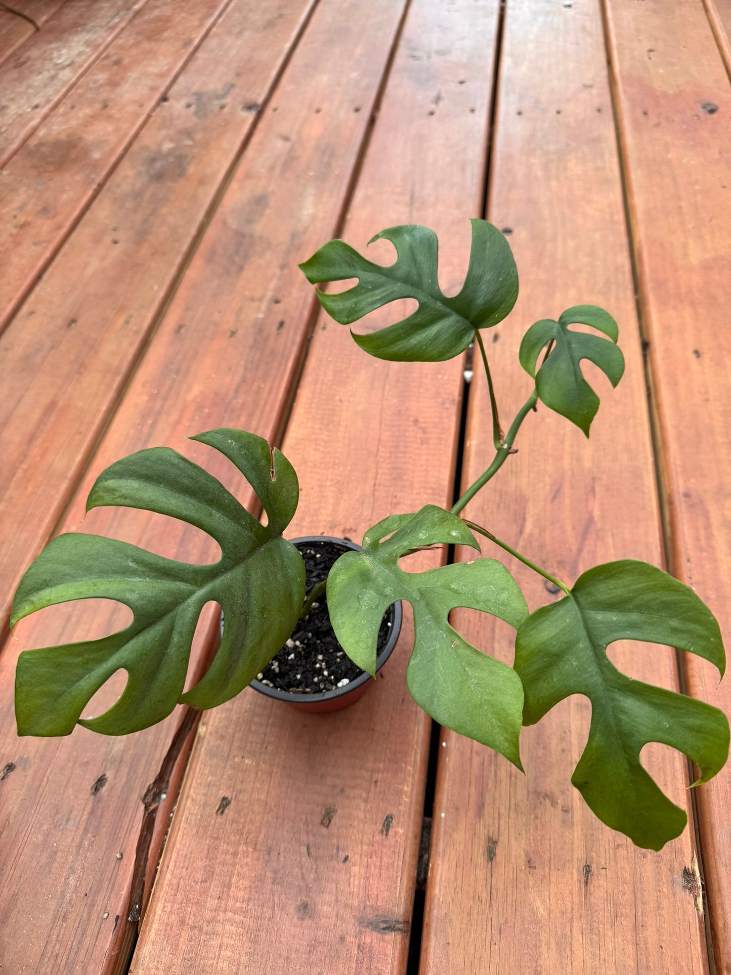 monstera ginny in 4 inch pot with split green climbing foliage