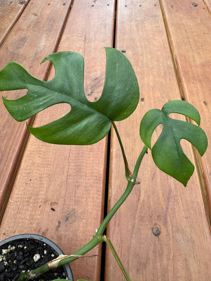 monstera ginny in 4 inch pot with split green climbing foliage