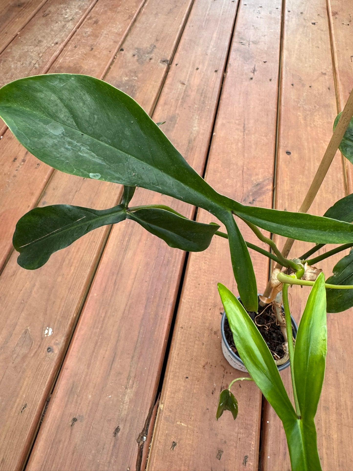 philodendron 69686 in 4 inch pot with long textured green leaves