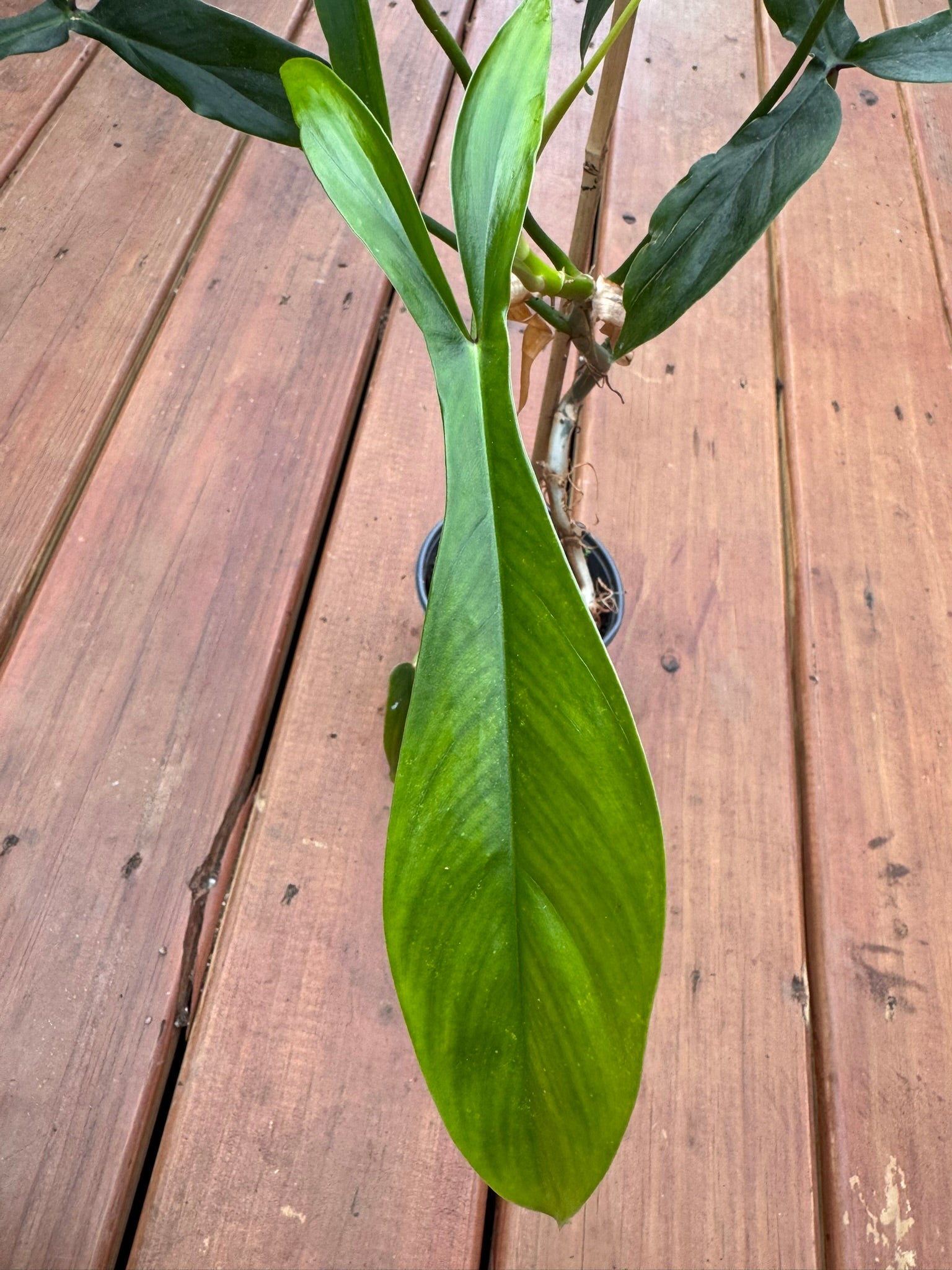 philodendron 69686 in 4 inch pot with long textured green leaves