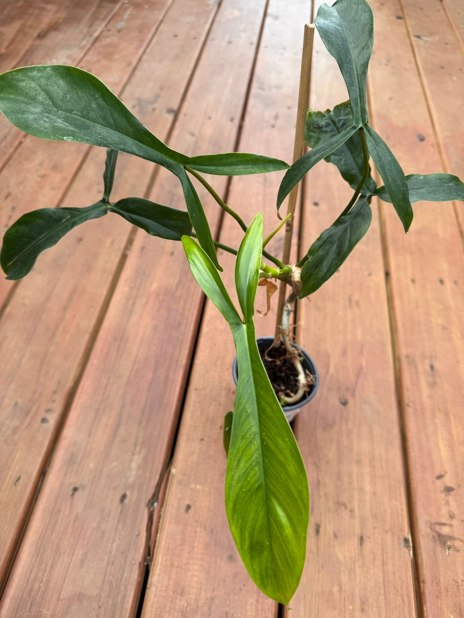 philodendron 69686 in 4 inch pot with long textured green leaves