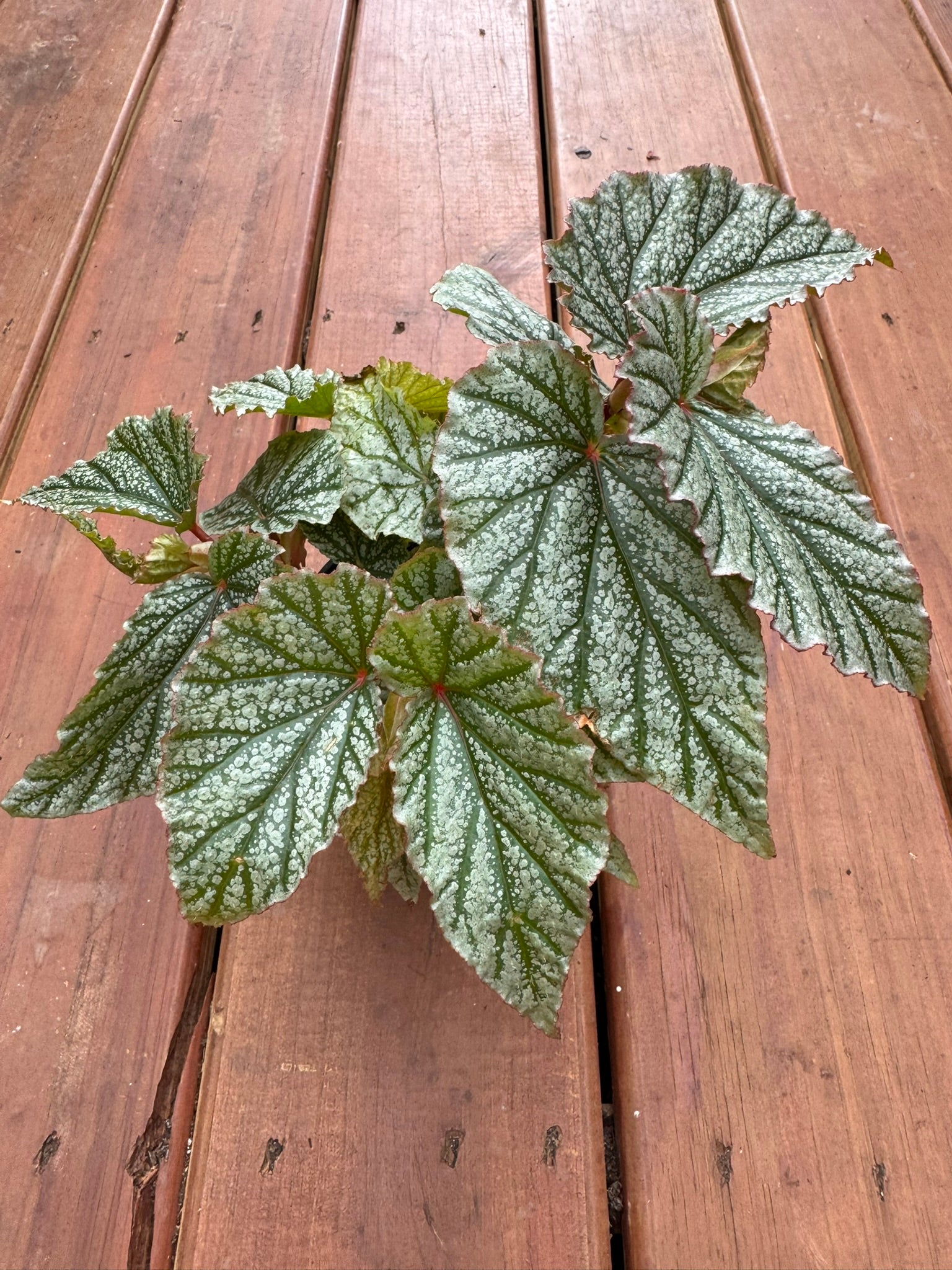 begonia frosty angel wing in 4 inch pot with silver speckled wing shaped leaves