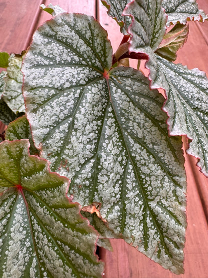 begonia frosty angel wing in 4 inch pot with silver speckled wing shaped leaves