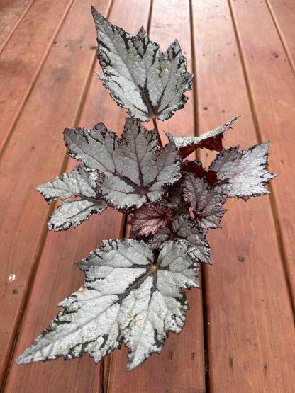 begonia bewitched white in 4 inch pot with white flowers and green foliage