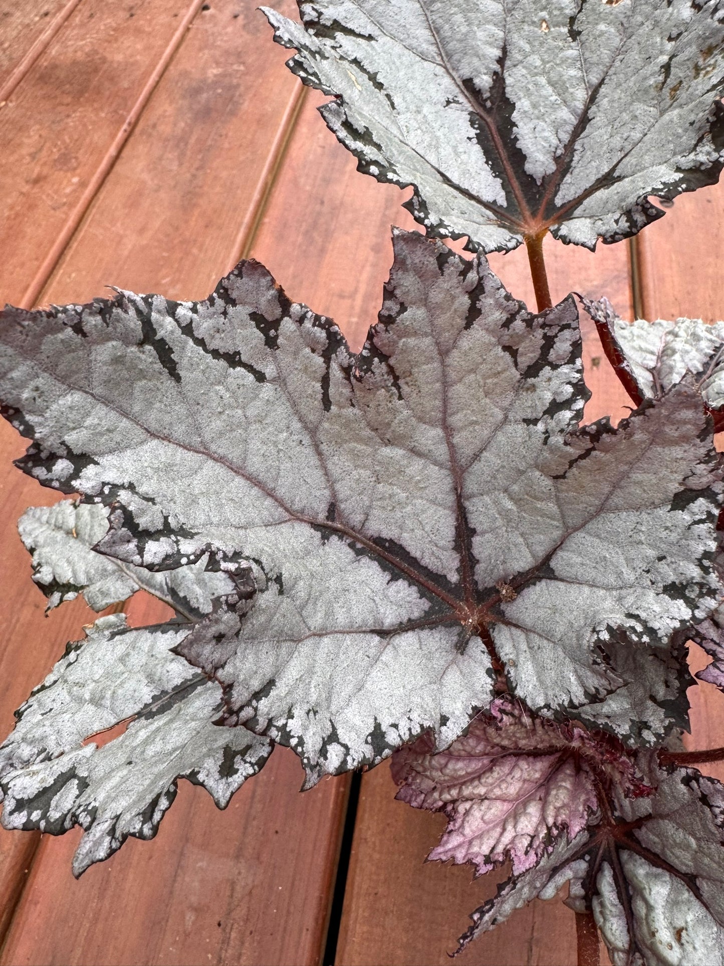 begonia bewitched white in 4 inch pot with white flowers and green foliage