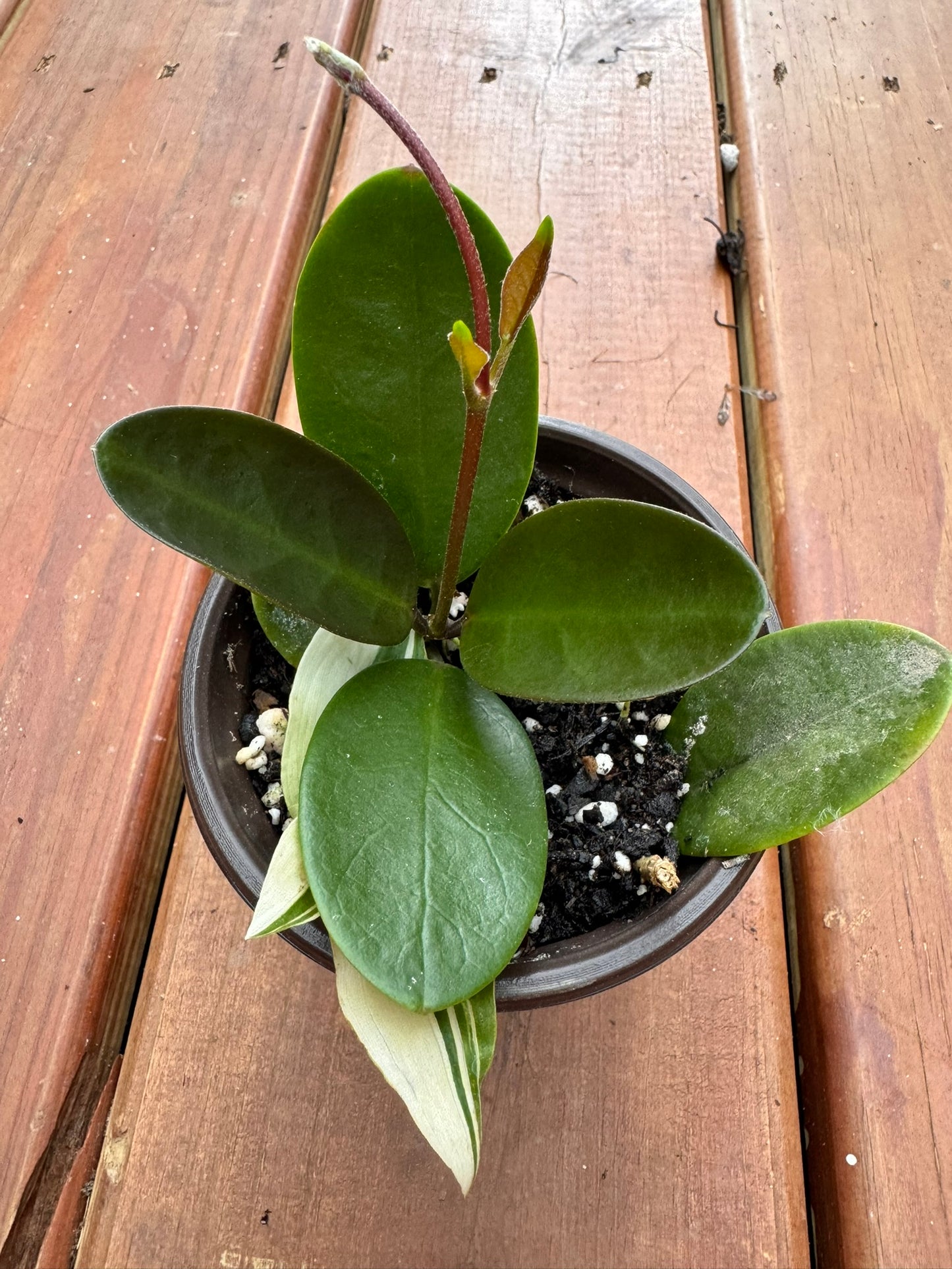 hoya australis in 4 inch pot with glossy green leaves and trailing vines