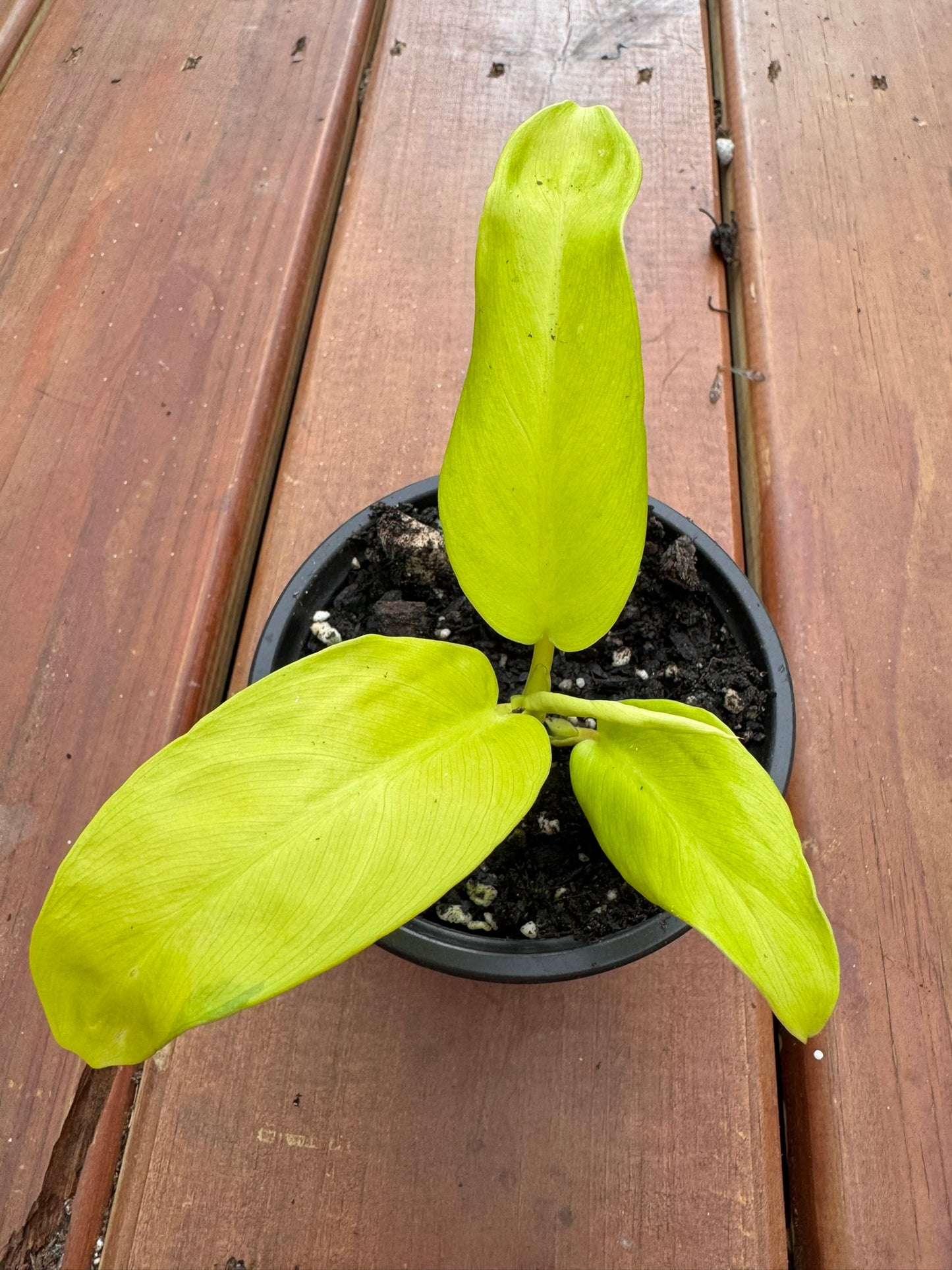 philodendron golden goddess in 4 inch pot with bright chartreuse green leaves