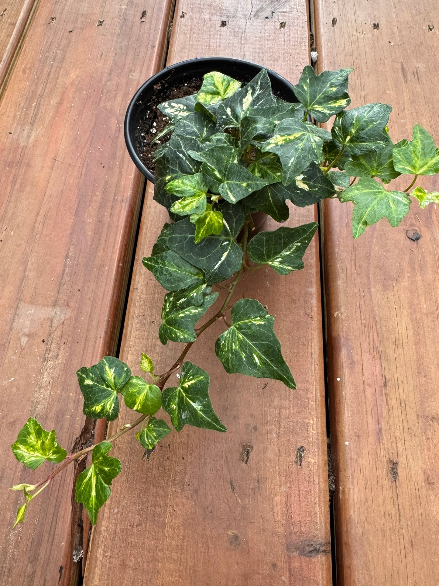 hedera helix english ivy in 4 inch pot with trailing green vines